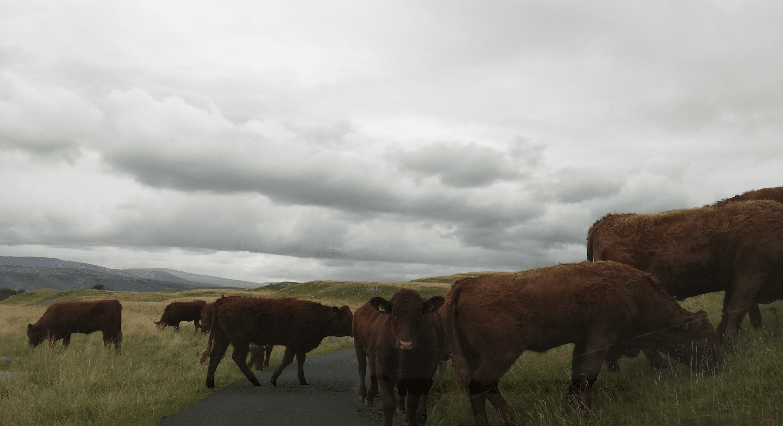Stubbern cows on the road