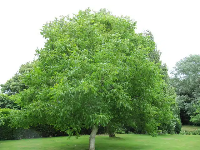 Walnut Tree
