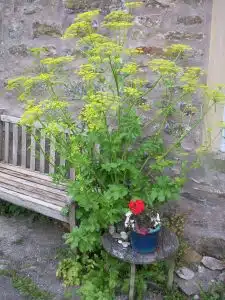 parsnip for blog post 