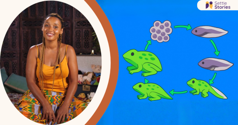 044 Life Cycle of a Frog